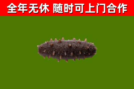 璧山回收海参干